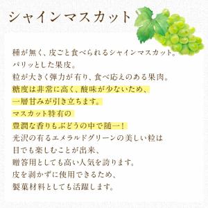 ぶどう 食べ比べ シャインマスカット オーロラ...の詳細画像4
