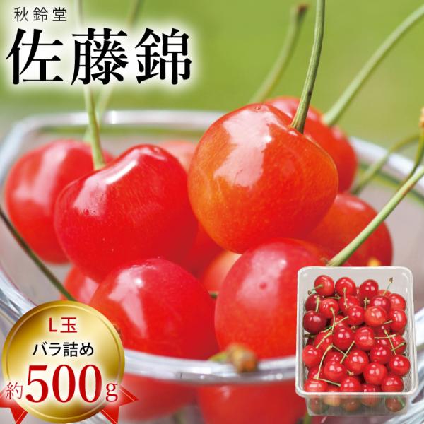 ☆50箱限定☆【2026年予約販売開始】秋鈴堂「佐藤錦（約500g/バラ）」(露地栽培) 6月中旬〜...