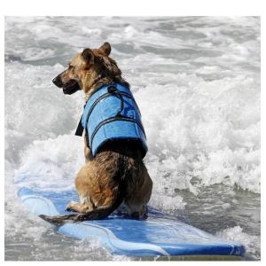 ライフジャケット 犬 小型 中型 ペット用 安...の詳細画像4