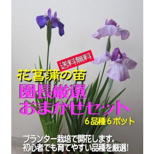 花菖蒲苗 (6種6ポット)厳選おまかせセット｜shop-andromeda