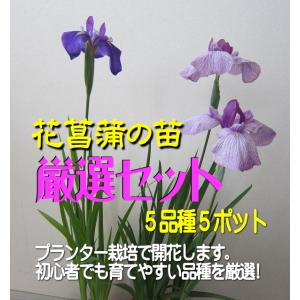 花菖蒲苗 (5種5ポット)厳選おまかせセット