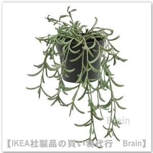 ＩＫＥＡ/イケア　FEJKA/フェイカ　人工観葉植物/つり下げ型13 cm　セネシオラディカンスバナナ(105.084.04)｜shop-brain