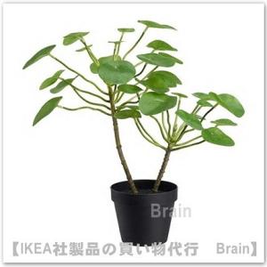 ＩＫＥＡ/イケア　FEJKA/フェイカ　人工観葉植物40 cm　ピレア(603.952.92)