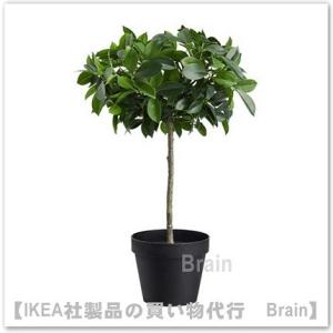 ＩＫＥＡ/イケア　FEJKA/フェイカ　人工観葉植物44 cm　ベンジャミン 幹(903.953.0...