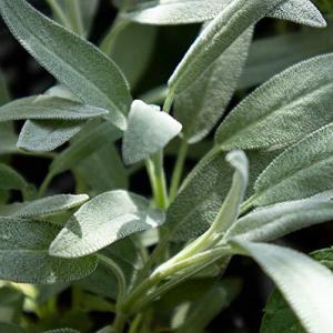 ホワイトセージ苗の商品一覧 通販 Yahoo ショッピング