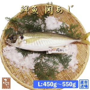 【 父の日 早割 】 鮮魚 直送 一本釣り 活け締め 大分 関アジ 約500g 村田水産 大分市 公設地方卸売 市場 産直 お取り寄せ｜shop-furusato