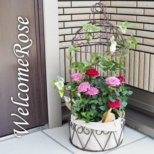 (一部地域送料無料) コルダーナローズ 鳥カゴアレンジ ミニ薔薇の寄せ植え バスケット / ブラウン