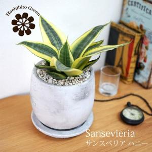 サンスベリアハニーの商品一覧 通販 Yahoo ショッピング