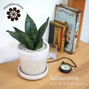 サンスベリアハニーの商品一覧 通販 Yahoo ショッピング