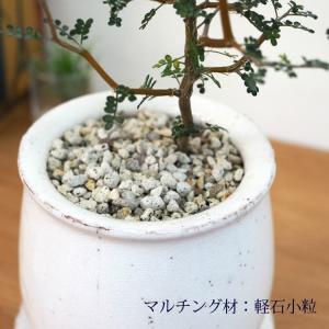 (一部地域送料無料) ソフォラ リトルベイビー...の詳細画像4
