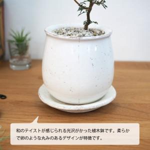 (一部地域送料無料) ソフォラ リトルベイビー...の詳細画像5