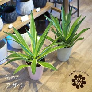 アガベ マクロアカンサ 陶器鉢 多肉植物 希少 観葉植物 現品 おしゃれ
