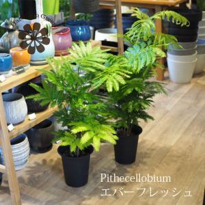 観葉植物 エバーフレッシュ ネムノキ スクエア陶器鉢植え 6号 本物