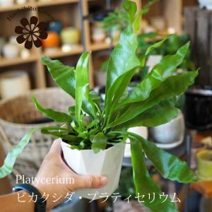 (一部地域送料無料) コウモリラン ビカクシダ 3.5号 (11cm) / 観葉植物 プラティセリウム｜shop-hachibito