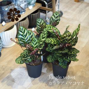 一部地域送料無料) コウモリラン ビカクシダ 苔玉仕立て / 観葉植物