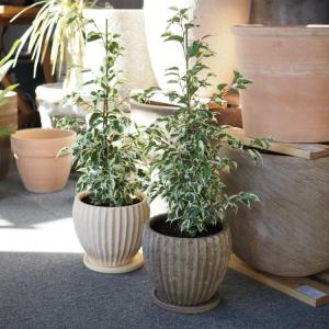 植木鉢 おしゃれ 陶器鉢 アンティークラインポ...の詳細画像3