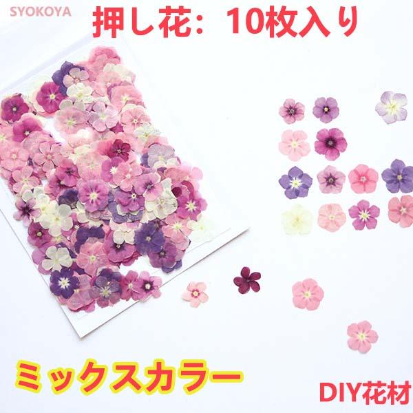 【48h限定450→340円】押し花 フロックス ミックスカラー ハンドメイド デコパーツ ドライフ...