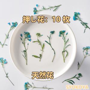 【48h限定460→200円】押し花 ハンドメイド 押し花ネイル デコパーツ 押し花アート 装飾 ドライフラワーDIY 化粧 乾燥シート 手芸 パーツ ブリザードフラワー｜shop-info1