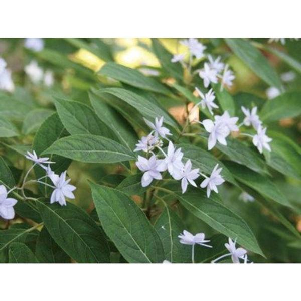 アジサイ(紫陽花)・シチダンカ(七段花)ヤマアジサイ 八重咲き 植木 苗木