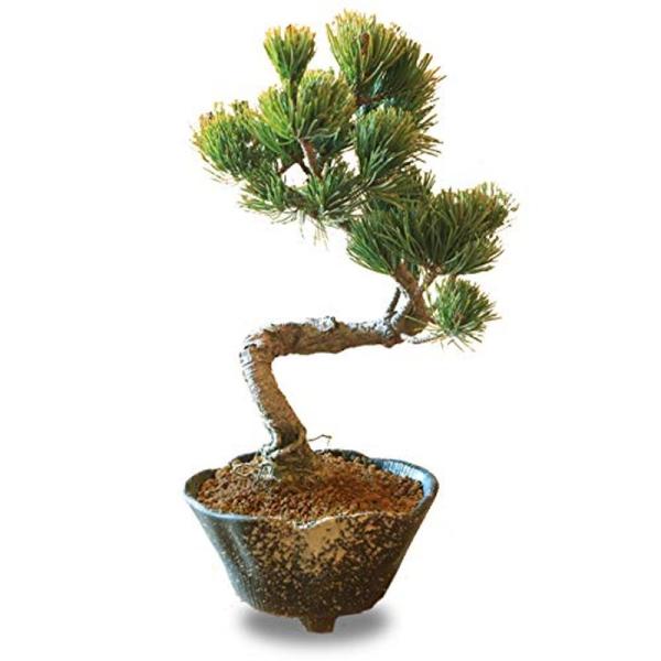 小品盆栽：五葉松（瀬戸焼変形鉢)*bonsai