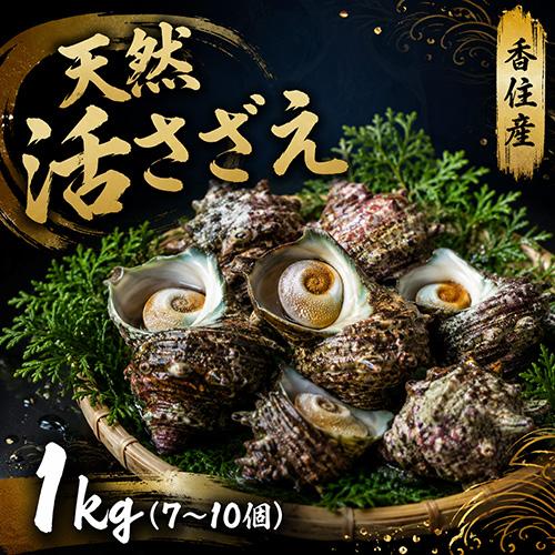 香住産 天然活サザエ 約1kg 7〜10個 送料無料 さざえ バーベキュー BBQ お取り寄せ ギフ...