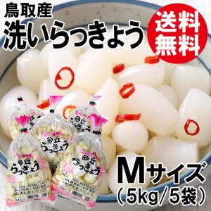 鳥取産 洗いらっきょう M 5kg 送料無料