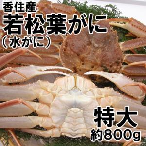香住産・若松葉がに(特大)1匹(活生)(若松葉ガニ 若松葉蟹