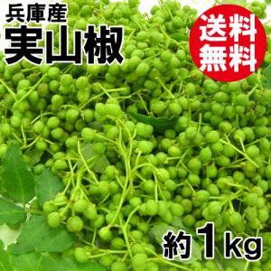 養父市特産 朝倉山椒 実山椒 約1kg 送料無料 山椒 山椒の実 5月中旬