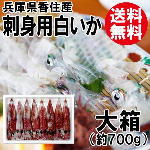 父の日 プレゼント お中元 香住産 刺身用 白いか 大箱 4~8杯入 送料無料 冷凍 剣先イカ ケン...