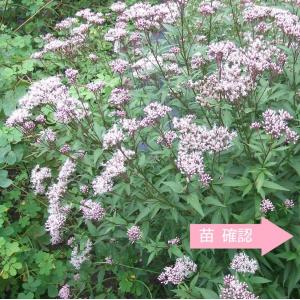 山野草 藤袴ガチャ④ 白いフジバカマ 抜き苗 山野草 藤袴ガチャ④ 白い