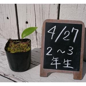 原種 紀州ササユリ苗 2〜3年生 3号鉢 〜ツ...の詳細画像1