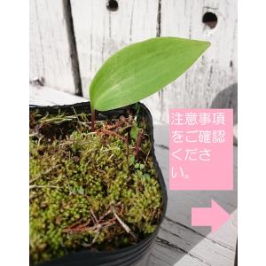原種 紀州ササユリ苗 2〜3年生 3号鉢 〜ツ...の詳細画像2