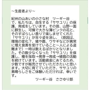 原種 紀州ササユリ苗 2〜3年生 3号鉢 〜ツ...の詳細画像5