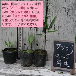 原種 紀州ササユリ苗 4〜5年生 3号鉢 〜ツ...の詳細画像1