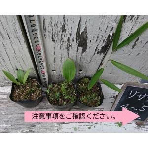 原種 紀州ササユリ苗 4〜5年生 3号鉢 〜ツ...の詳細画像2