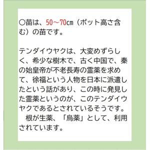 天台烏薬苗 5号鉢 〜ツーギー谷〜の詳細画像3