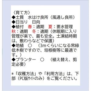 天台烏薬苗 5号鉢 〜ツーギー谷〜の詳細画像4