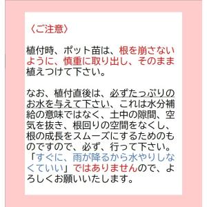 天台烏薬苗 5号鉢 〜ツーギー谷〜の詳細画像5