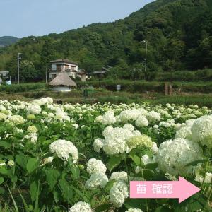 アジサイ アナベル苗 4号鉢 〜ツーギー谷〜 : shop.ツーギー谷 - 通販