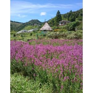 ミソハギ苗 ３号鉢 4個セット　〜ツーギー谷〜