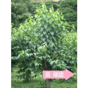 トチュウ苗 ４号(12cm)ポット　〜ツーギー谷〜