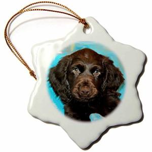 ボイキンスパニエルの商品一覧 通販 Yahoo ショッピング