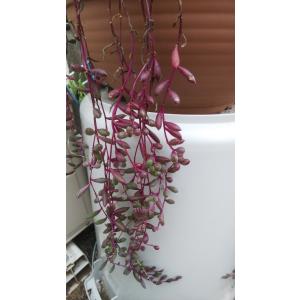 多肉植物 ルビーネックレスの商品一覧 通販 Yahoo ショッピング