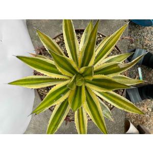 花月（かげつ）約15〜20cm 縁起物金運アップ 金のなる木 多肉植物