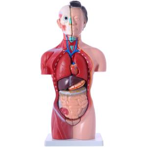 女性 人体 図の商品一覧 通販 Yahoo ショッピング