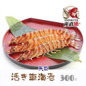 車海老 フジオカ 活き車えび 500g 上天草 海鮮 ギフト 高級 おがくず