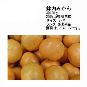 送料無料 予約 12月上旬-中旬発送 着日指定不可 有田産 鉢内みかん 和歌山県産 約10kg 訳あり品 サイズS/M