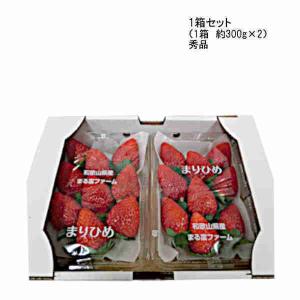 送料無料 まりひめ いちご 和歌山県 秀品 1箱 （約300g×2パック）｜shopdaihei