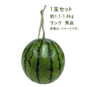 送料無料 ルナピエナ すいか 高知県夜須地域 1玉セット 約1.1-1.4kg ランク 秀品