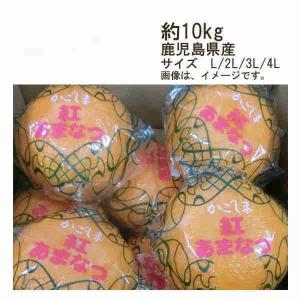 送料無料 紅甘夏 約10kg 鹿児島県産 サイズ L/2L/3L/4L｜shopdaihei